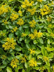 Phedimus ellacombeanus (Phedimus ellacombeanus)
