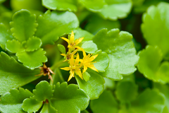 Phedimus ellacombeanus (Phedimus ellacombeanus)