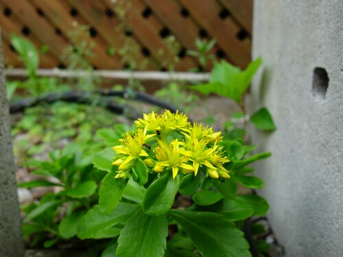 Phedimus ellacombeanus (Phedimus ellacombeanus)