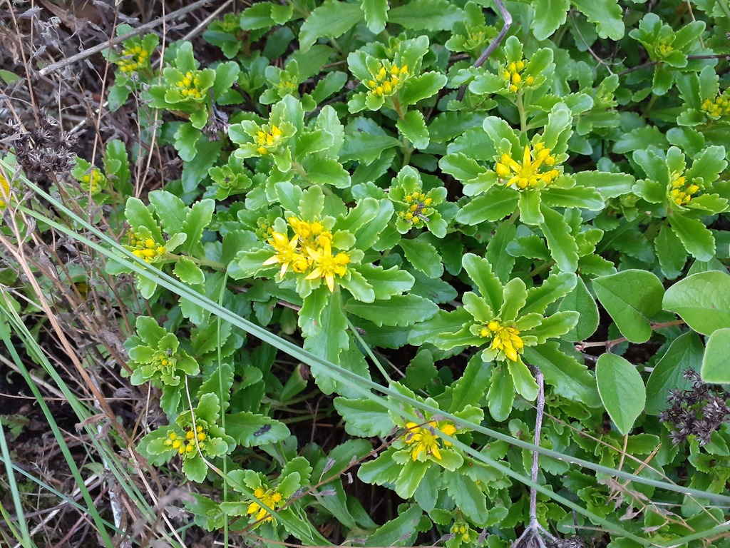 Phedimus ellacombeanus (Phedimus ellacombeanus)