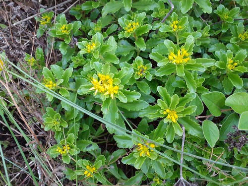 Phedimus ellacombeanus (Phedimus ellacombeanus)