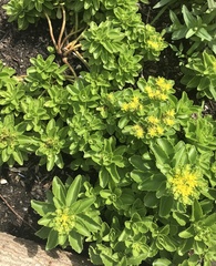 Phedimus ellacombeanus (Phedimus ellacombeanus)
