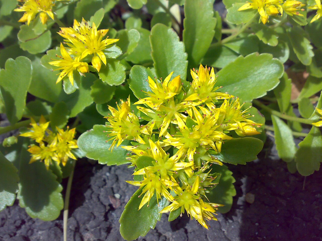 Hybrid stonecrop: Phedimus hybridus Oslo, Norway