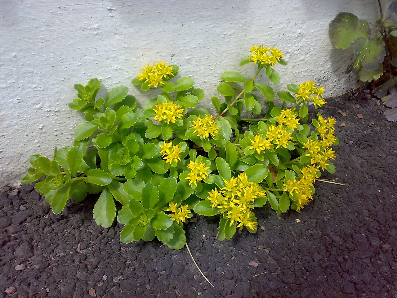 Hybrid stonecrop: Очиток