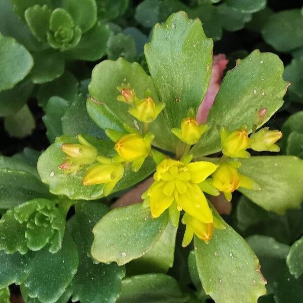 Orange stonecrop (Phedimus kamtschaticus)