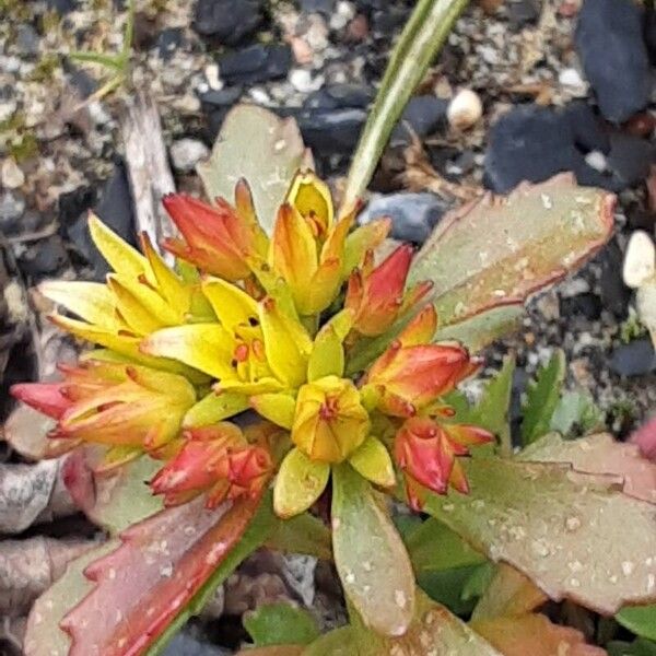 Orange stonecrop (Phedimus kamtschaticus)