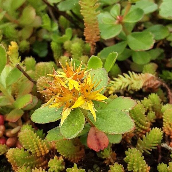 Orange stonecrop (Phedimus kamtschaticus)