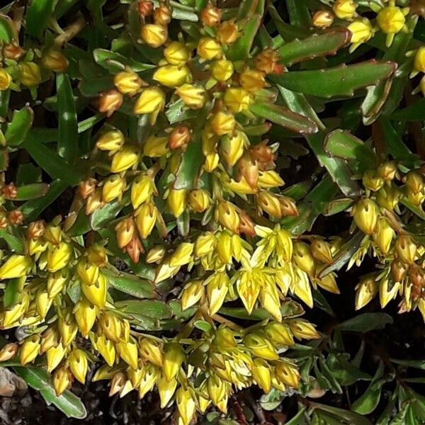 Orange stonecrop (Phedimus kamtschaticus)