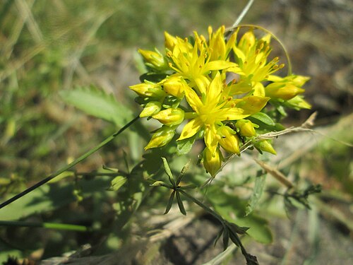 Orange stonecrop: Kamtschatkafetthenne ( Phedimus kamtschaticus ) im Bürgerpark Saarbrücken