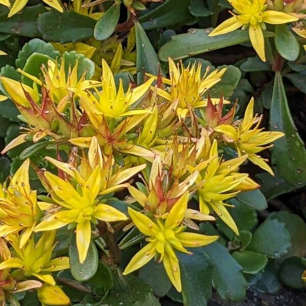 Orange stonecrop (Phedimus kamtschaticus)