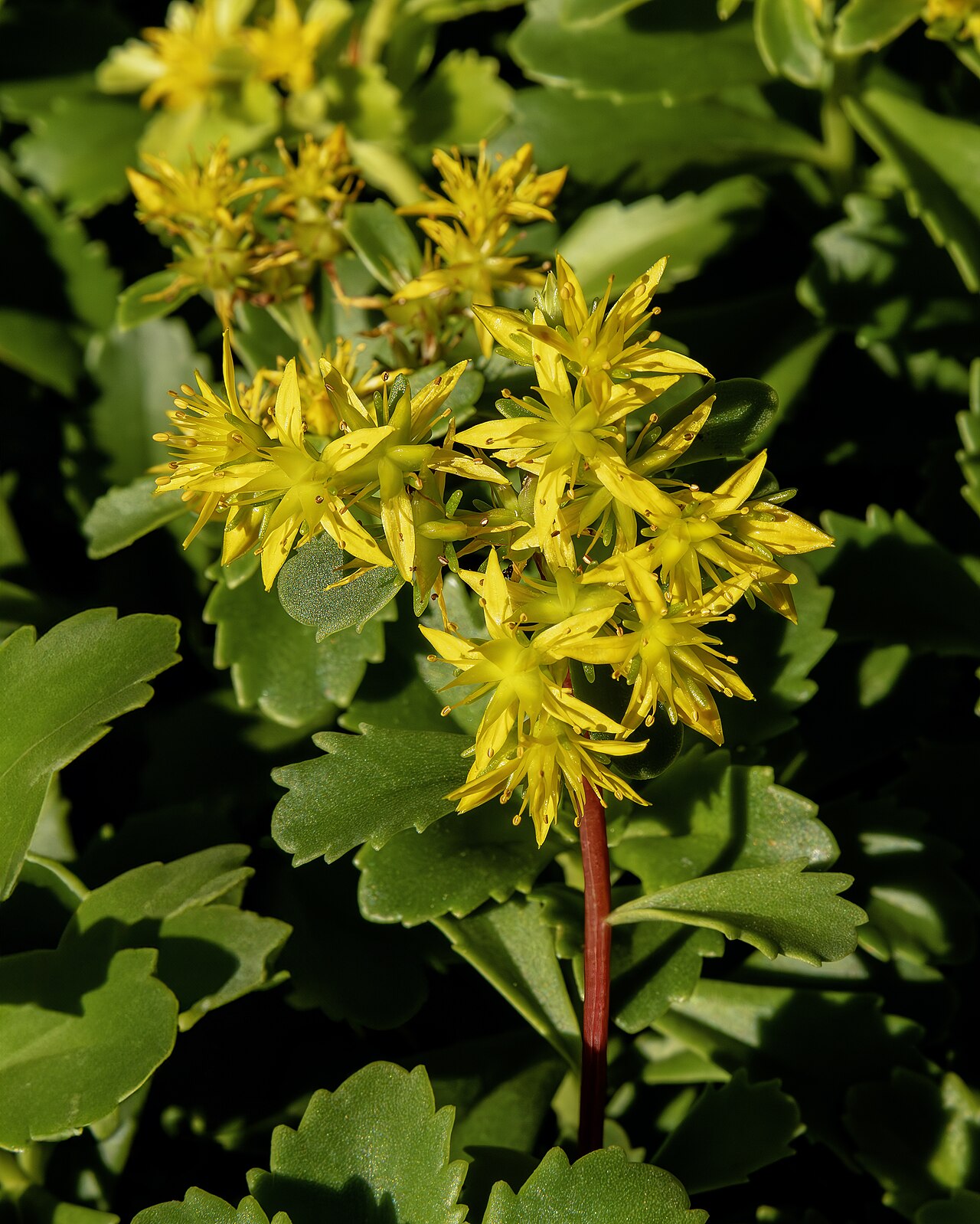 Orange stonecrop (Phedimus kamtschaticus)