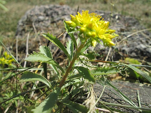 Orange stonecrop: Kamtschatkafetthenne ( Phedimus kamtschaticus ) im Bürgerpark Saarbrücken