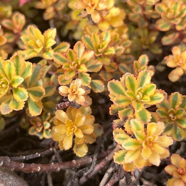 Orange stonecrop (Phedimus kamtschaticus)