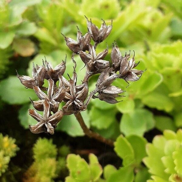 Orange stonecrop (Phedimus kamtschaticus)