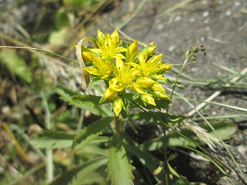 Orange stonecrop: Kamtschatkafetthenne ( Phedimus kamtschaticus ) im Bürgerpark Saarbrücken