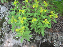 Phedimus middendorffianus (Phedimus middendorffianus)