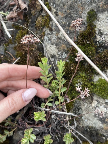 Phedimus middendorffianus (Phedimus middendorffianus)