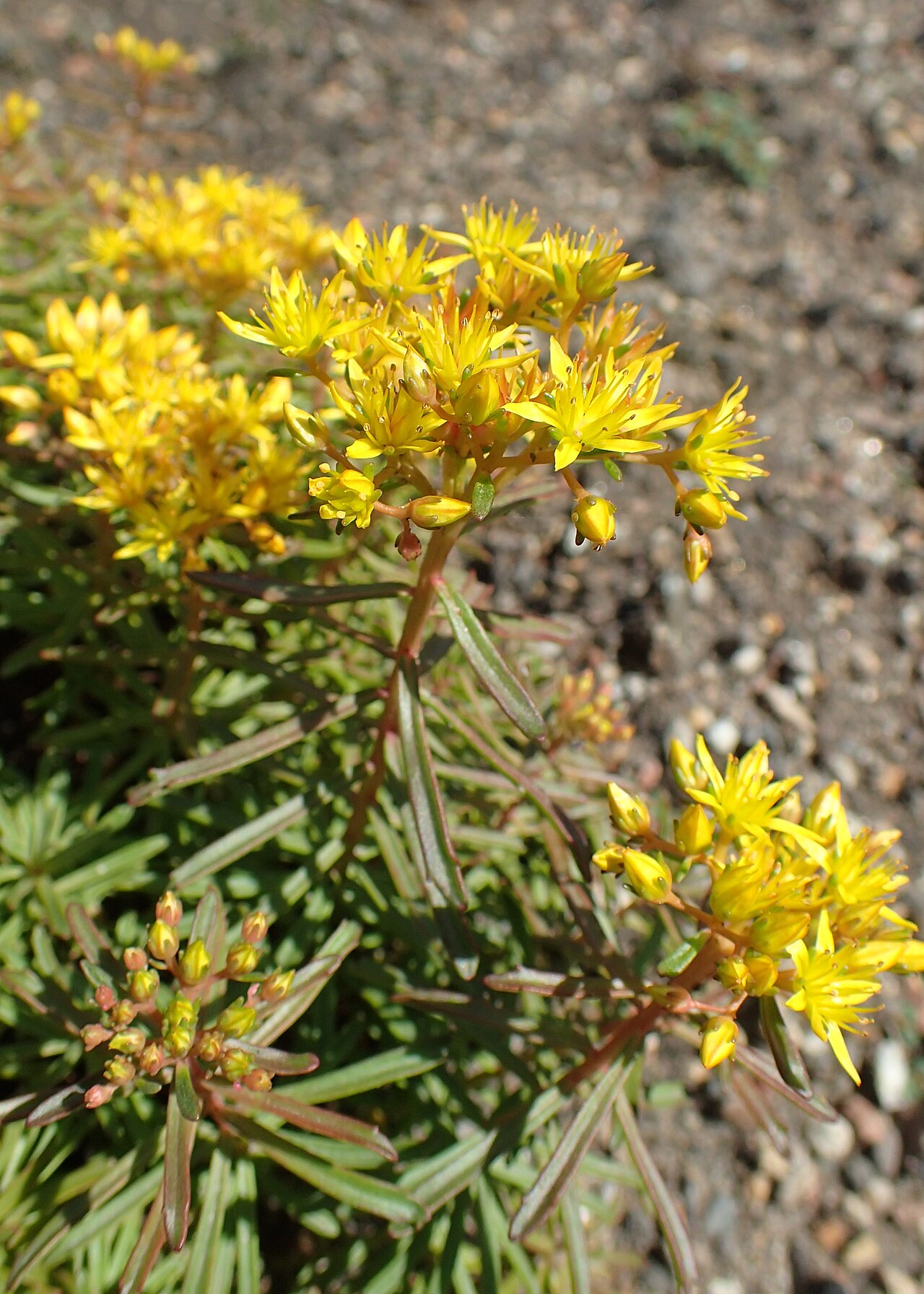Phedimus middendorffianus: Phedimus middendorffianus in Wrocław University Botanical Garden