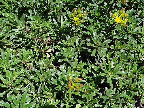 Phedimus middendorffianus: Phedimus middendorffianus