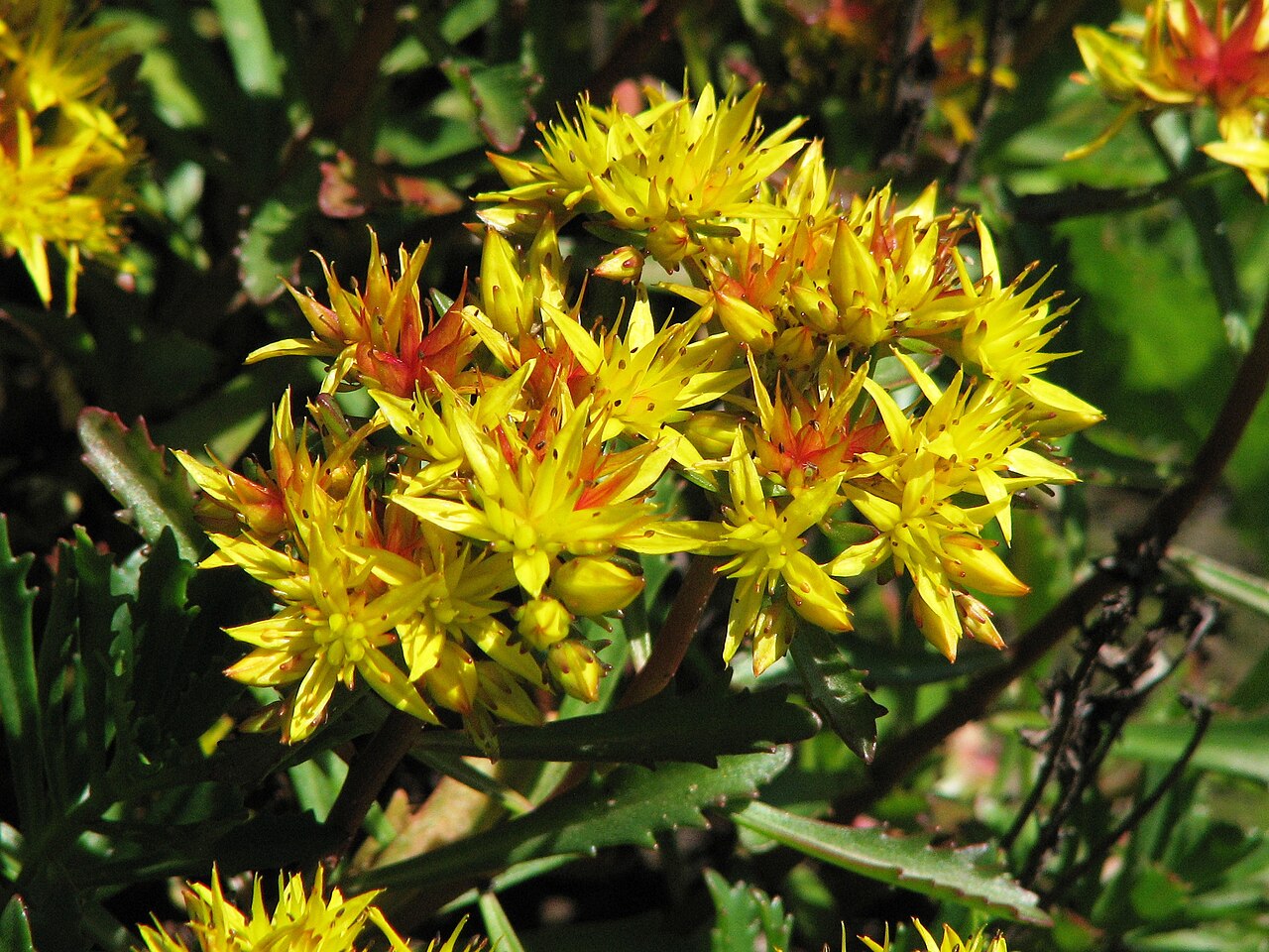 Phedimus middendorffianus: Phedimus middendorffianus, syn. Sedum middendorffianum. From the collection of the Main Botanical Garden of Academy of Sciences in Moscow (perennials plot).