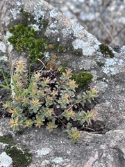 Phedimus middendorffianus (Phedimus middendorffianus)