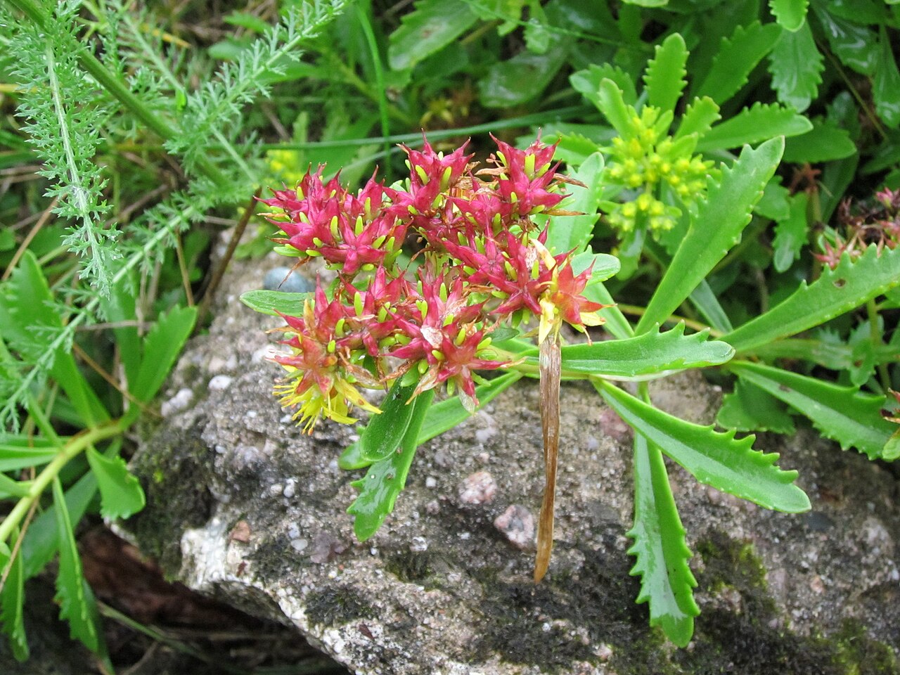 Phedimus middendorffianus: Asienfetthenne ( Phedimus middendorffianus ) im Bürgerpark Saarbrücken
