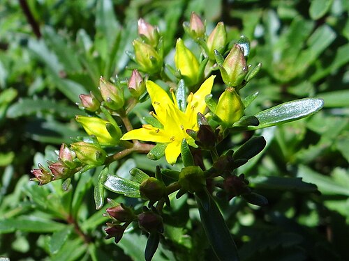 Phedimus middendorffianus: Phedimus middendorffianus