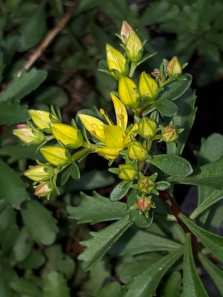 Phedimus middendorffianus (Phedimus middendorffianus)