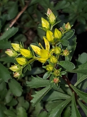 Phedimus middendorffianus (Phedimus middendorffianus)