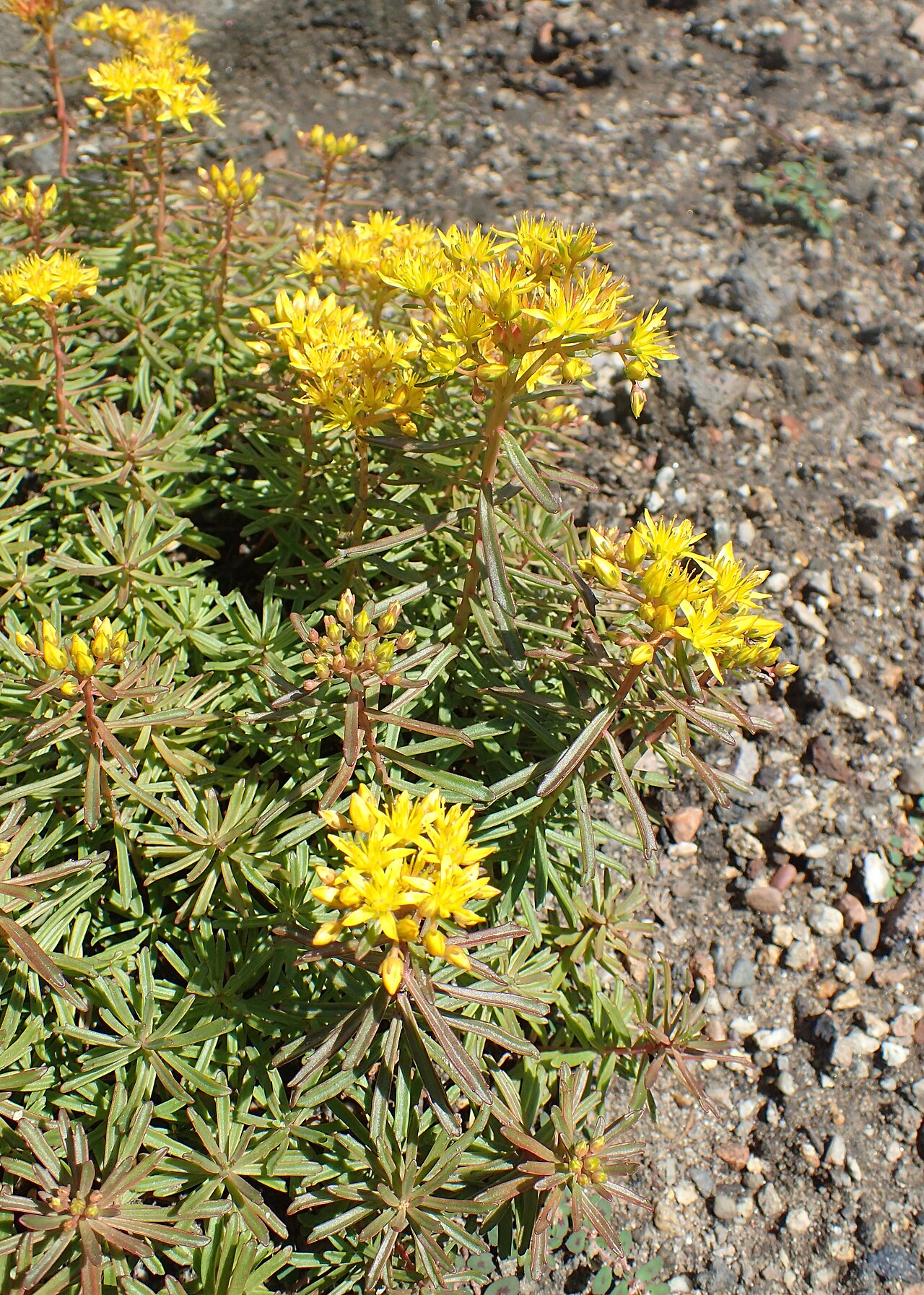 Phedimus middendorffianus: Phedimus middendorffianus in Wrocław University Botanical Garden