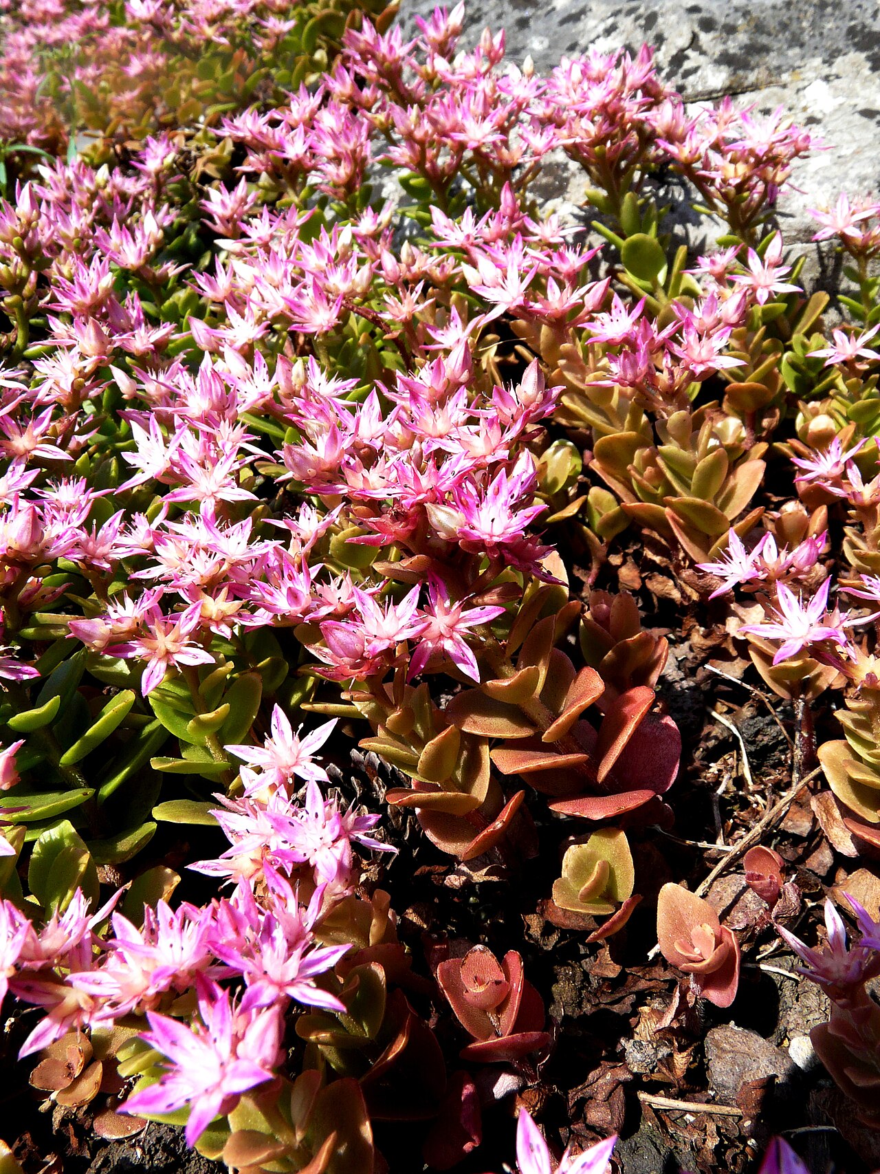 Phedimus obtusifolius: Sedum obtusifolium overview