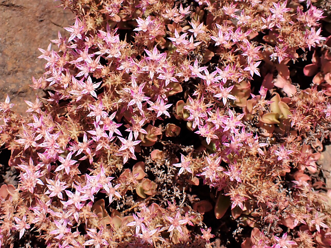 Phedimus obtusifolius: Phedimus obtusifolius in the Botanischer Garten, Berlin-Dahlem