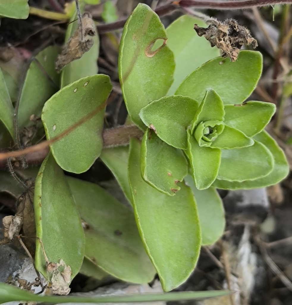 Phedimus obtusifolius (Phedimus obtusifolius)