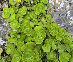 Phedimus obtusifolius (Phedimus obtusifolius)