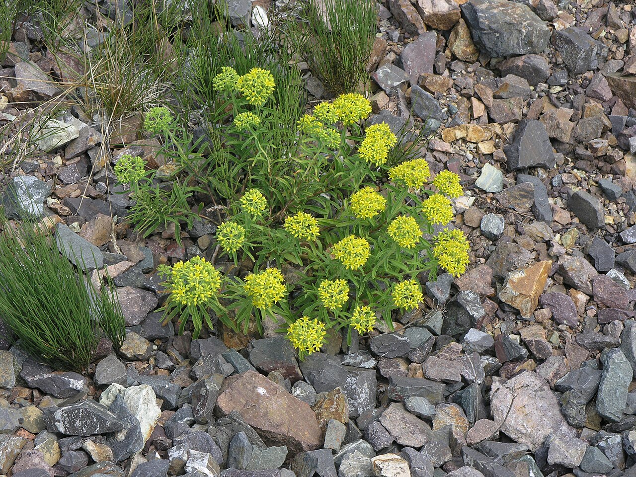 Phedimus selskianus: Phedimus selskianus in Russia