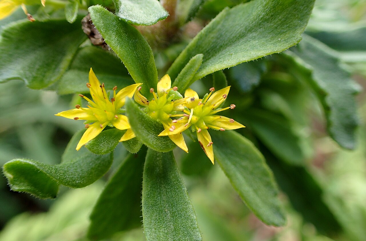 Phedimus selskianus: Phedimus selskianus in Olbrich Botanical Gardens, Madison, Wi