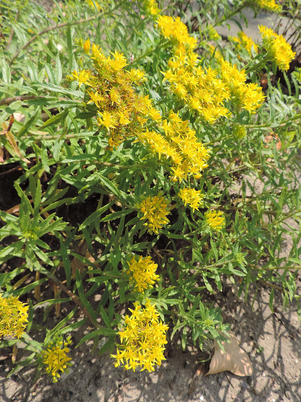Phedimus selskianus: Phedimus selskianus in botanical garden in Poznań