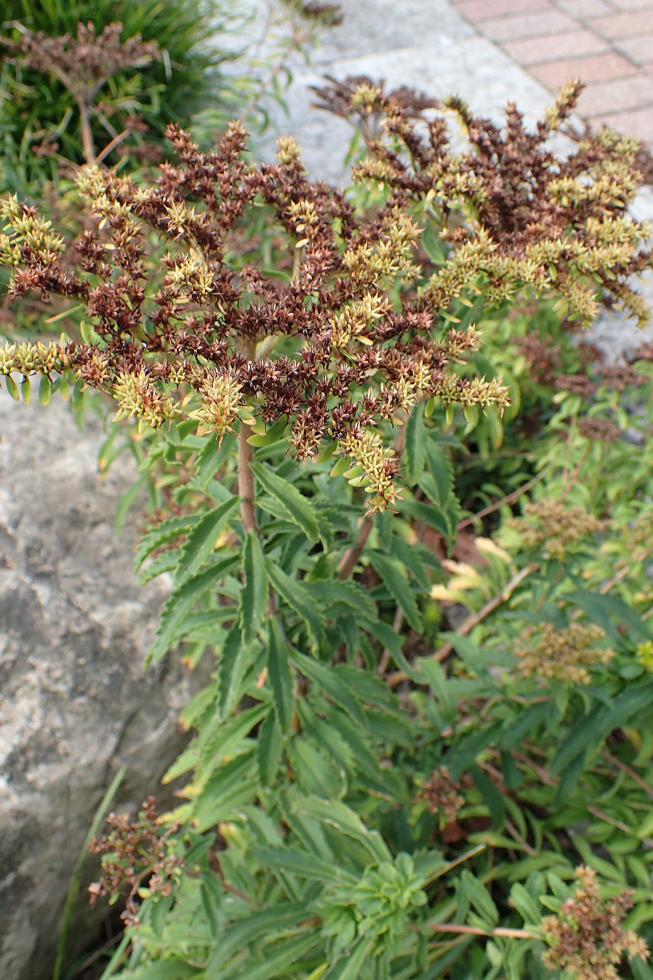 Phedimus selskianus: Phedimus selskianus in Olbrich Botanical Gardens, Madison, Wi