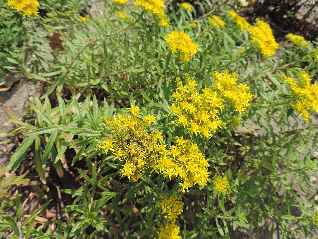 Phedimus selskianus: Phedimus selskianus in botanical garden in Poznań