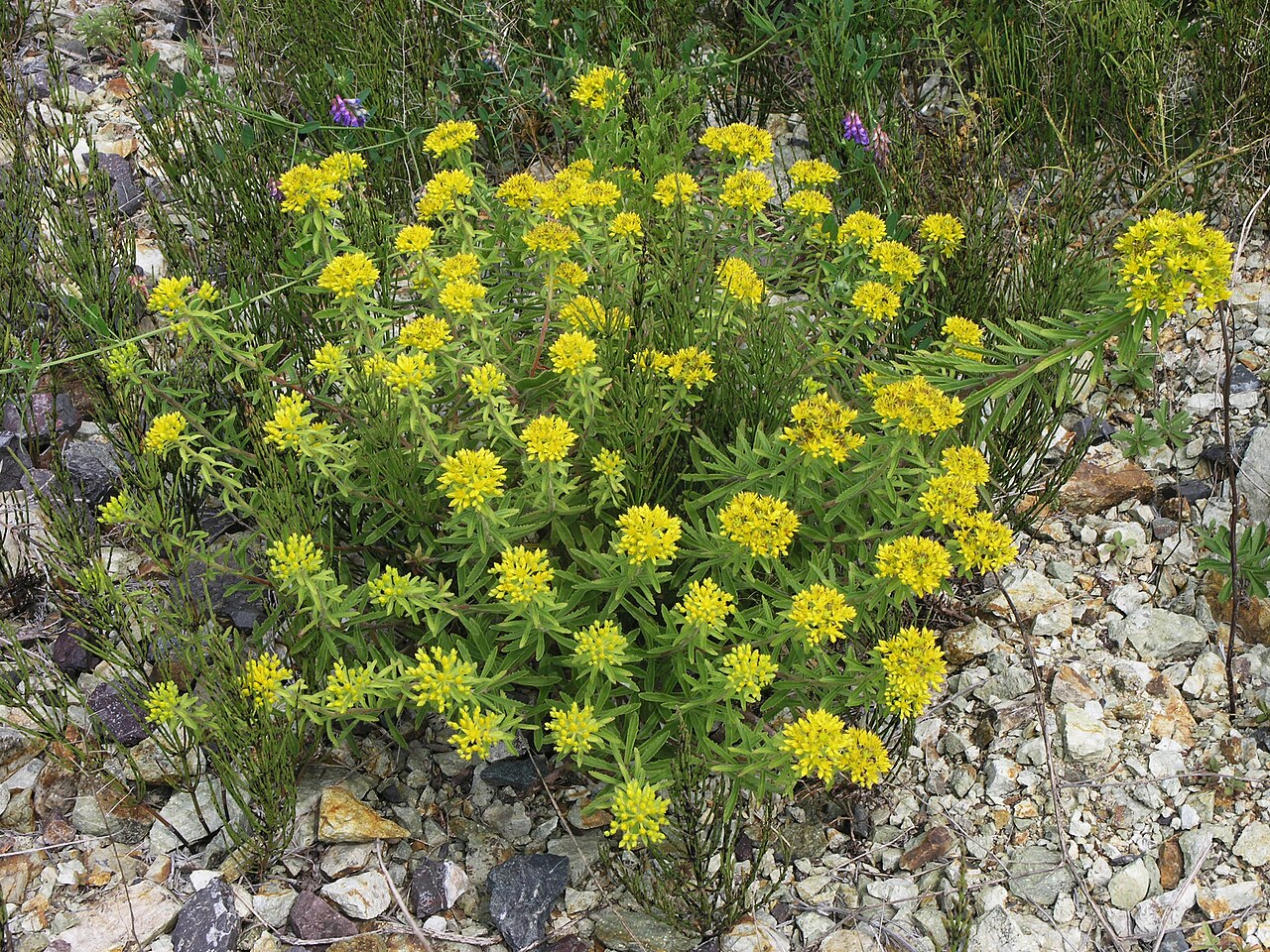 Phedimus selskianus: Phedimus selskianus in Russia