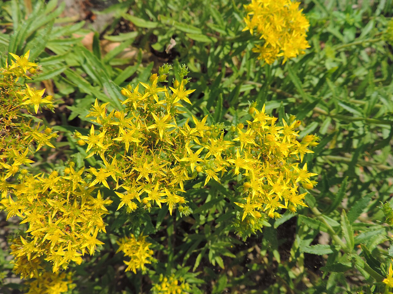 Phedimus selskianus: Phedimus selskianus in botanical garden in Poznań