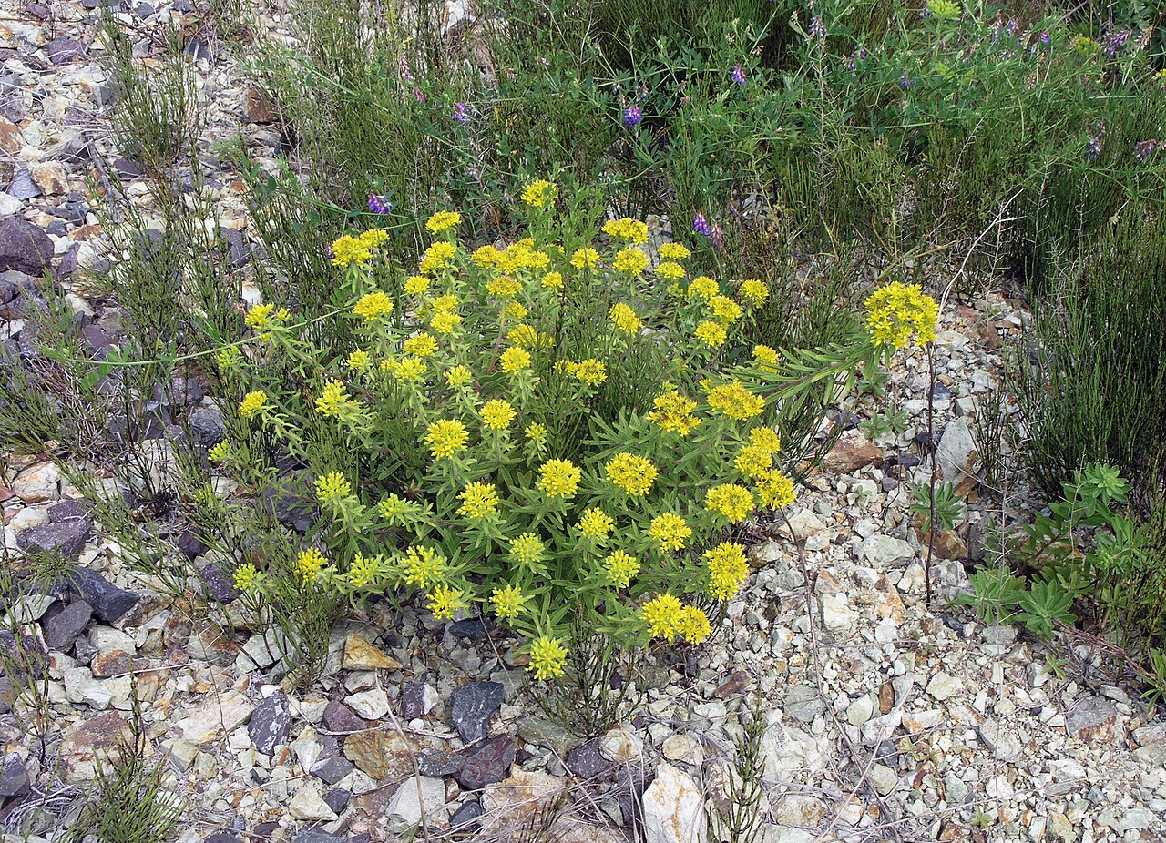 Phedimus selskianus: Phedimus selskianus in Russia