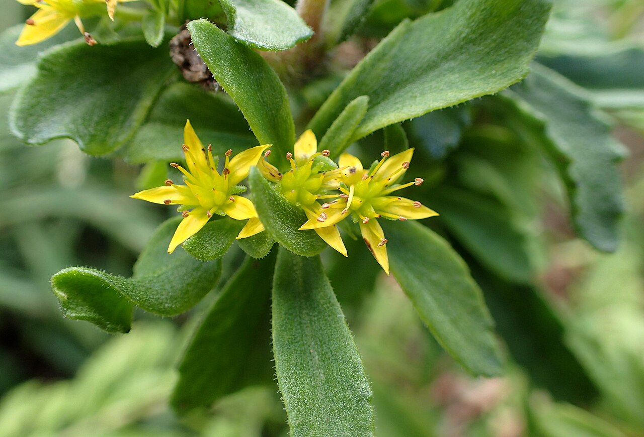 Phedimus selskianus: Phedimus selskianus in Olbrich Botanical Gardens, Madison, Wi