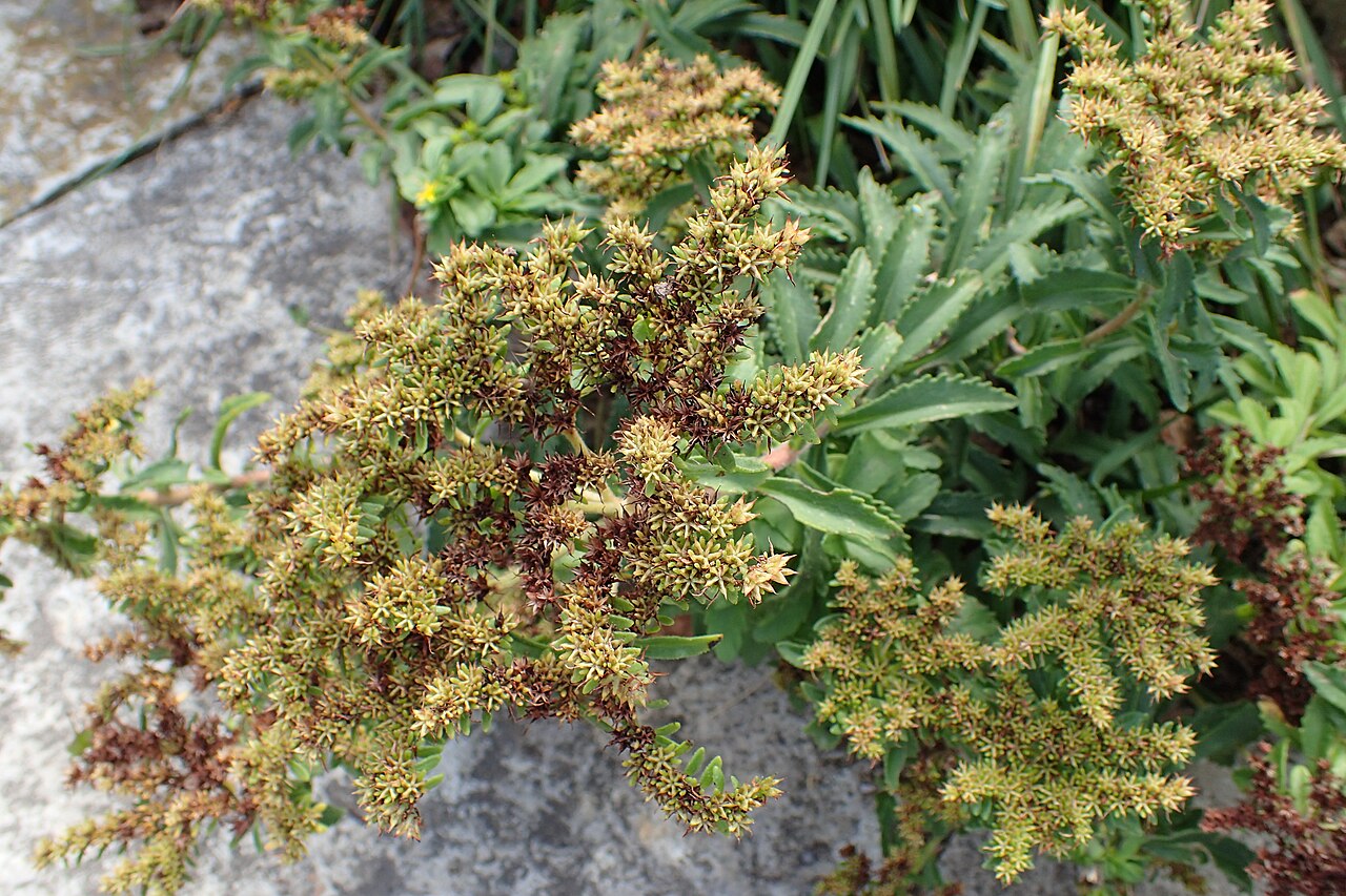 Phedimus selskianus: Phedimus selskianus in Olbrich Botanical Gardens, Madison, Wi