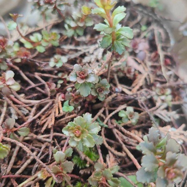 Caucasian stonecrop (Phedimus spurius)