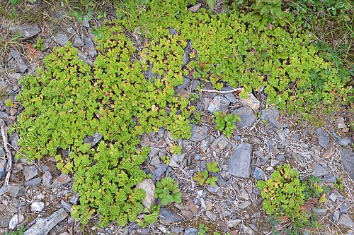Caucasian stonecrop: Caucasian Stonecrop ( Phedimus spurius ) in Oslo, Norway.
