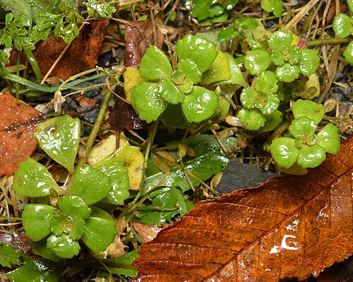 Caucasian stonecrop: Caucasian Stonecrop ( Phedimus spurius ) in Oslo, Norway.