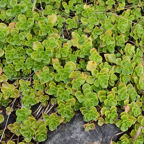 Caucasian stonecrop: Caucasian Stonecrop ( Phedimus spurius ) in Oslo, Norway.