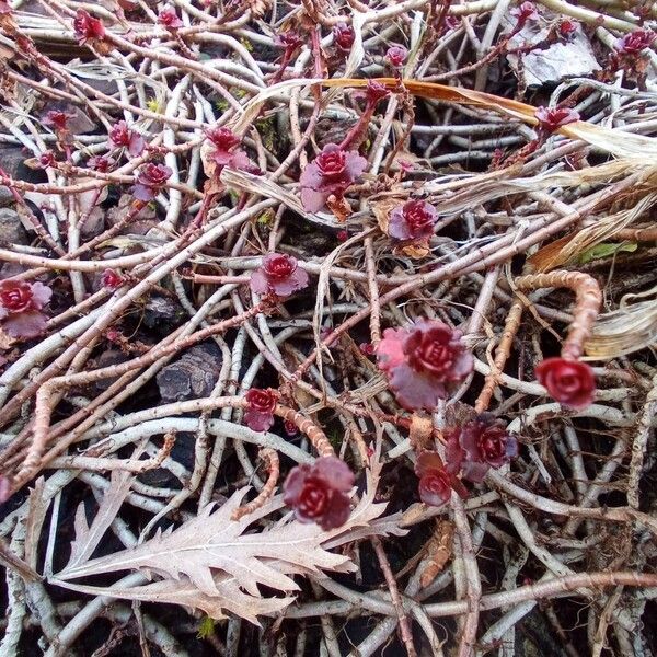 Caucasian stonecrop (Phedimus spurius)