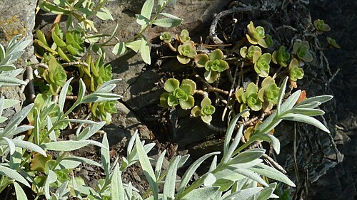 Caucasian stonecrop: Caucasian Stonecrop ( Phedimus spurius ) in Oslo, Norway.
